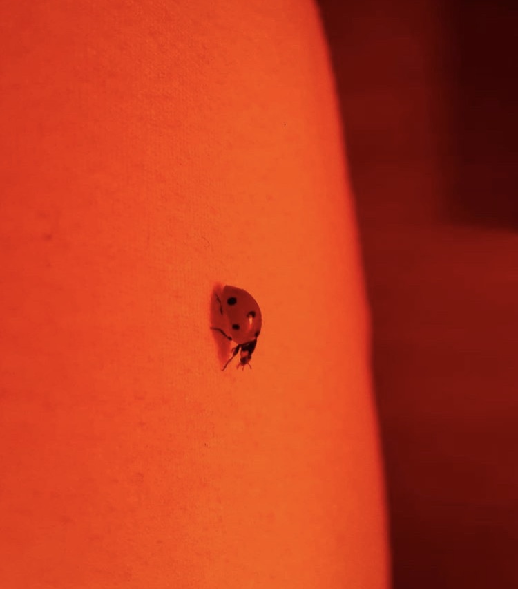 Ladybug