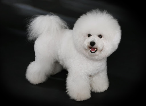 Bichon Frise Live Wallpaper