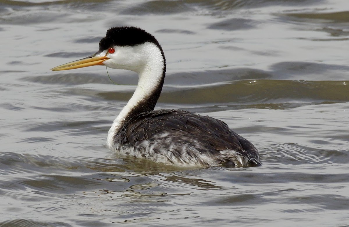 Clark's Grebe