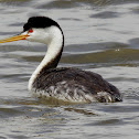 Clark's Grebe