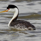 Clark's Grebe