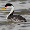 Clark's Grebe