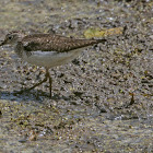 Solitary Sandpiper