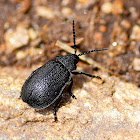 Leaf Beetle