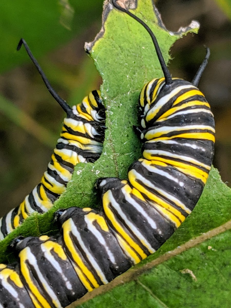 monarch caterpillar