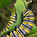 monarch caterpillar