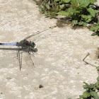 Skimmer Dragonfly