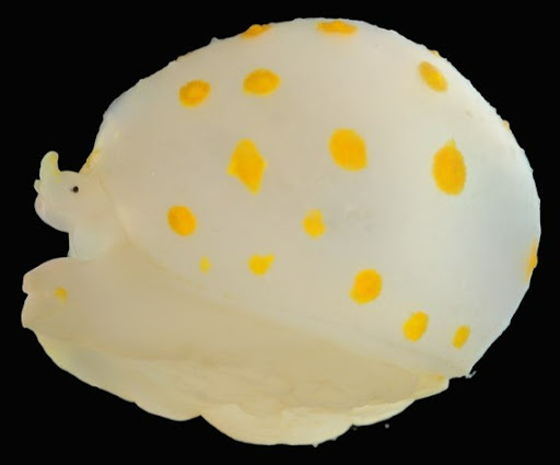 Gastéropode Lamellarinae (unknown – MNHN)