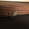 Red-fringed Emerald Moth