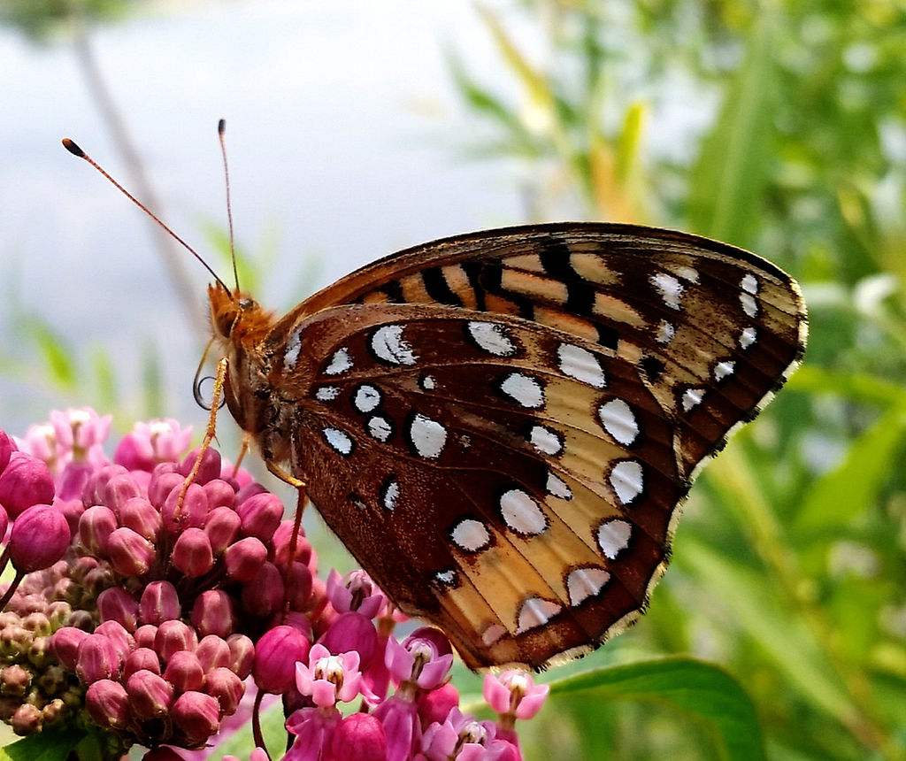 Great Spangled Fritillary