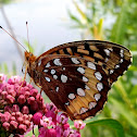 Great Spangled Fritillary