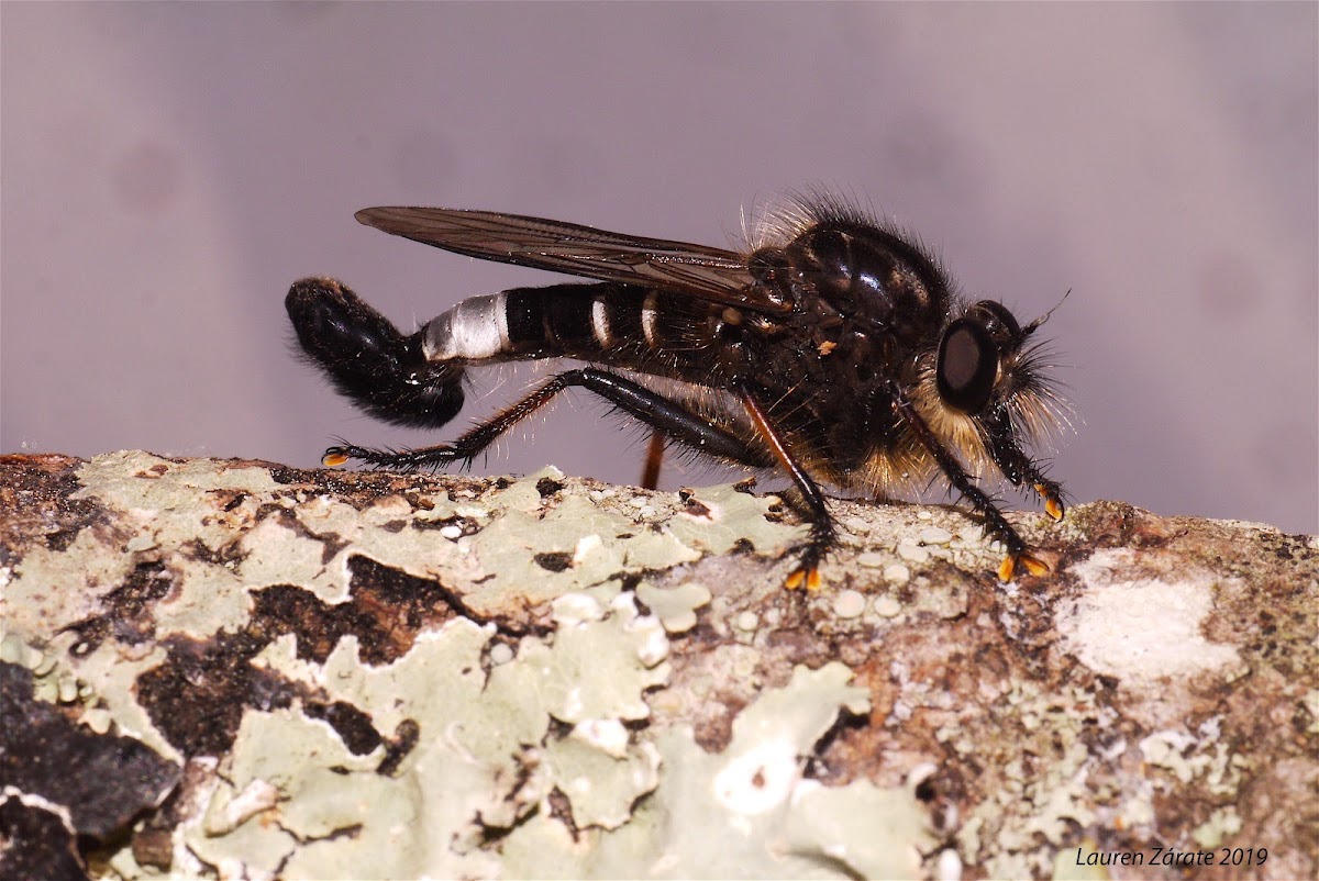 Robber Fly