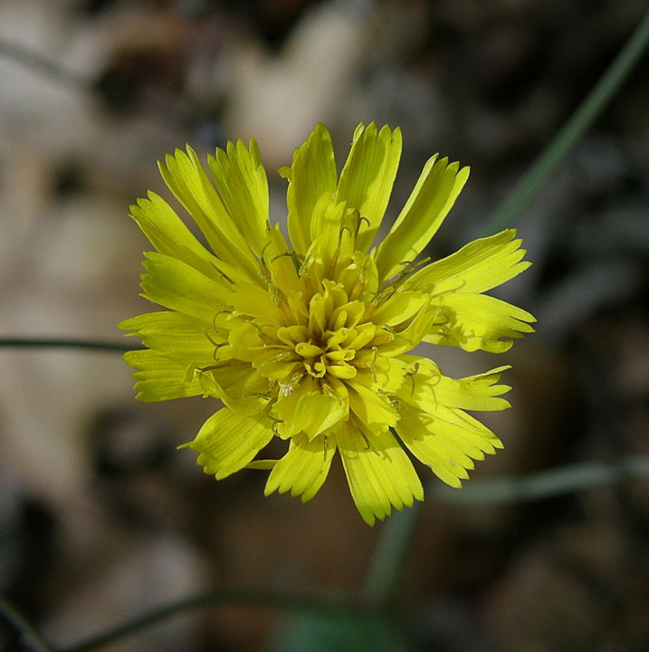 Rattlesnake Hawkweed