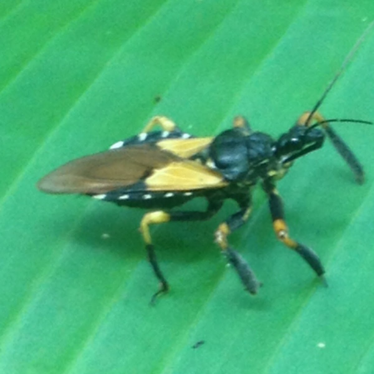 Bee Killer Assassin Bug