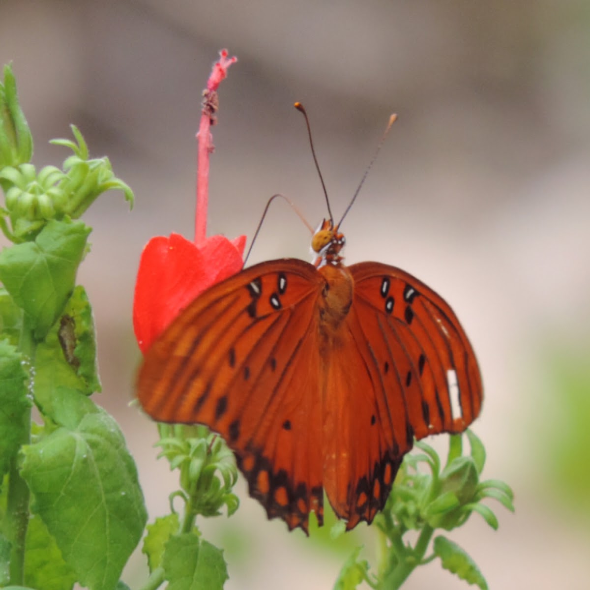 Gulf Fritillary