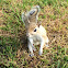 Eastern gray squirrel