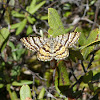 Black-banded Orange Moth