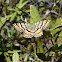 Black-banded Orange Moth