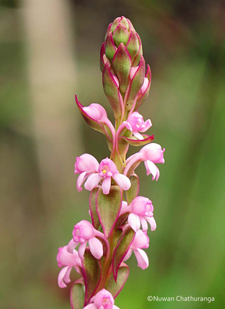 Nepalese Satyrium