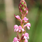 Nepalese Satyrium