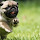 Pugs Wallpapers and New Tab