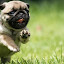 Pugs Wallpapers and New Tab