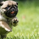 Pugs Wallpapers and New Tab