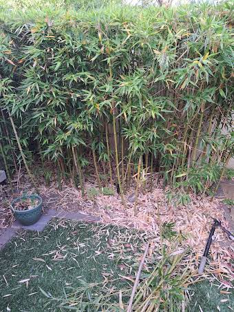 Bamboo removal and paving  album cover