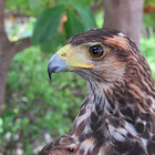 Harris' hawk