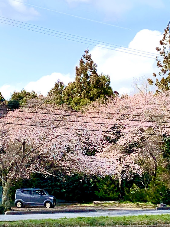 Nボックススラッシュの桜とコラボ・桜と愛車・ドライブに関するカスタム事例の投稿画像3枚目