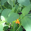 Jewelweed