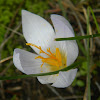 Crocus cancellatus (Κρόκος ο εσχαρωτός)