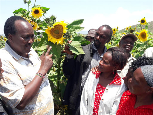 Sunflower farms in Gilgil which has a high potential .