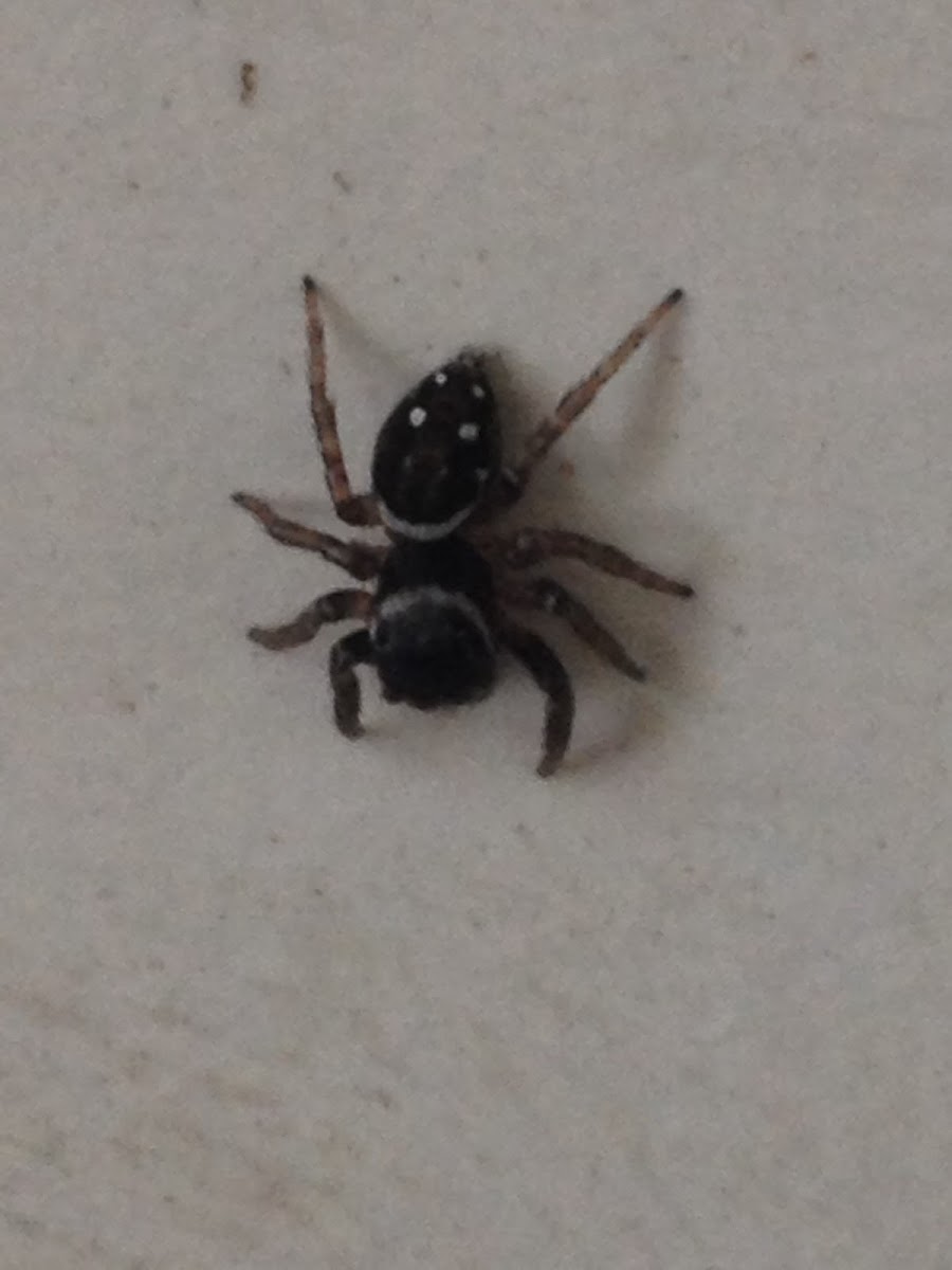 Jumping Spider