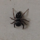 Jumping Spider