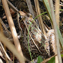 Southern Leopard Frog