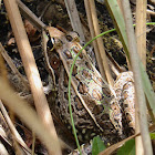 Southern Leopard Frog