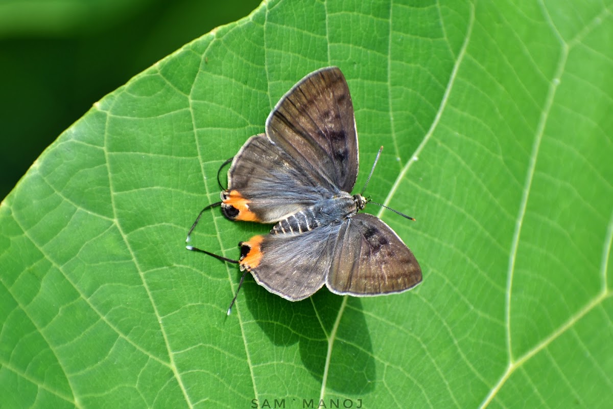 Long-Banded Silverline