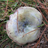 Silver-blue Milkcap