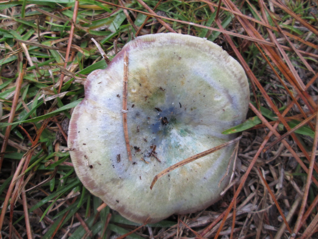 Silver-blue Milkcap