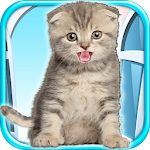 Talking Kitten Play Time FREE Apk