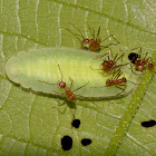 Pupae/Larvae (?)