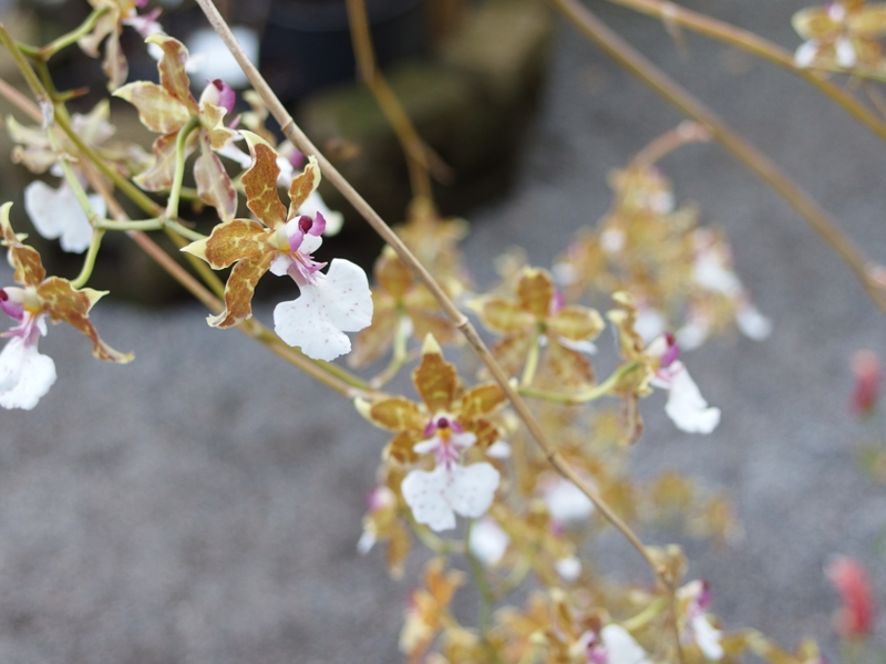 Fiore di maribif