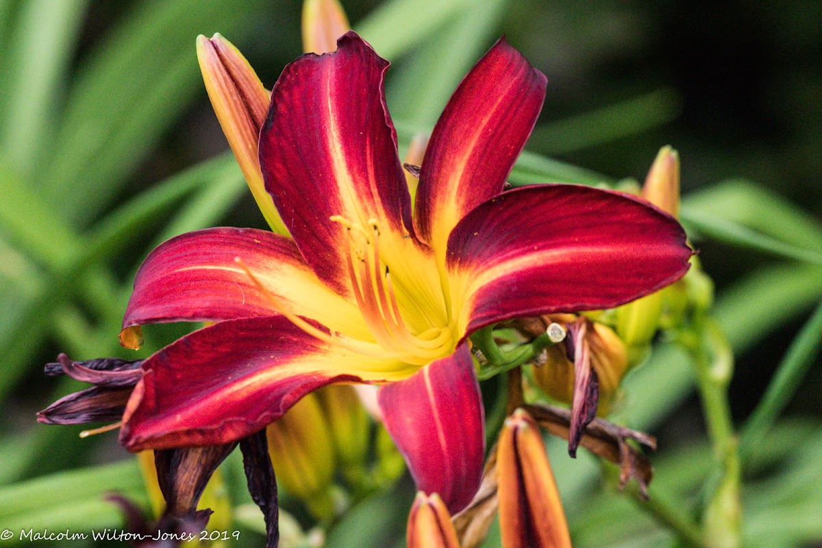 Daylily