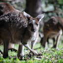 The kangaroos