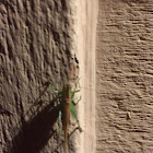 Short winged meadow katydid