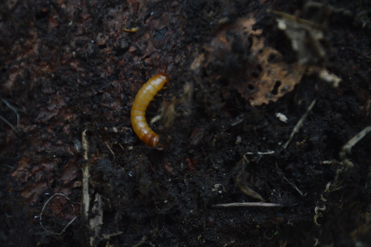 Cockchafer beetle larvae