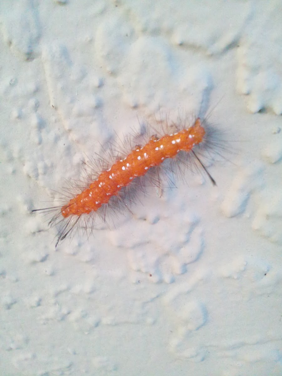 Spotted Oleandar Caterpillar Moth