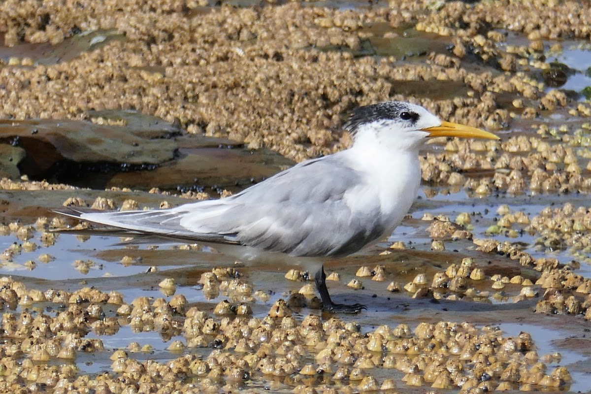 Crested Tern (non-breeding plumage)