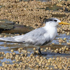 Crested Tern (non-breeding plumage)